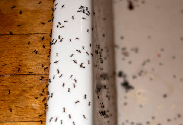 Professional Pest Control in Greendale, IN